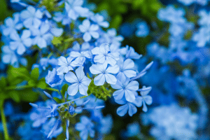 fleur bleu