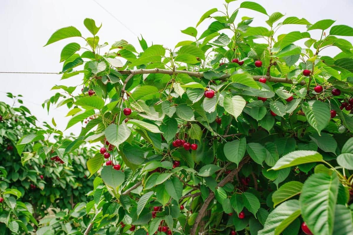 Ramassage de cerises en hauteur : trois astuces simples et efficaces