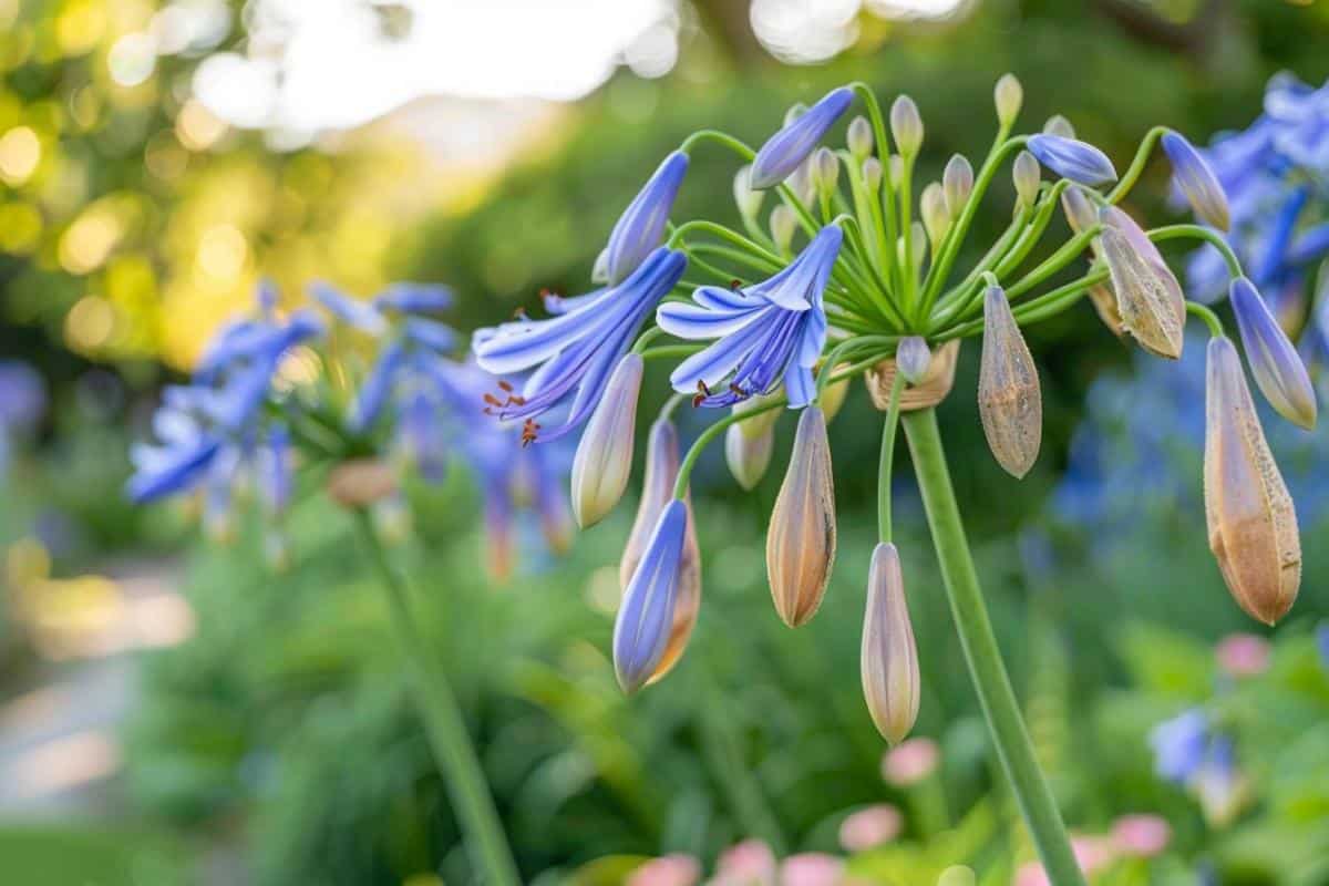 Faut-il cueillir les graines d'agapanthes qui se détachent toutes seules ?