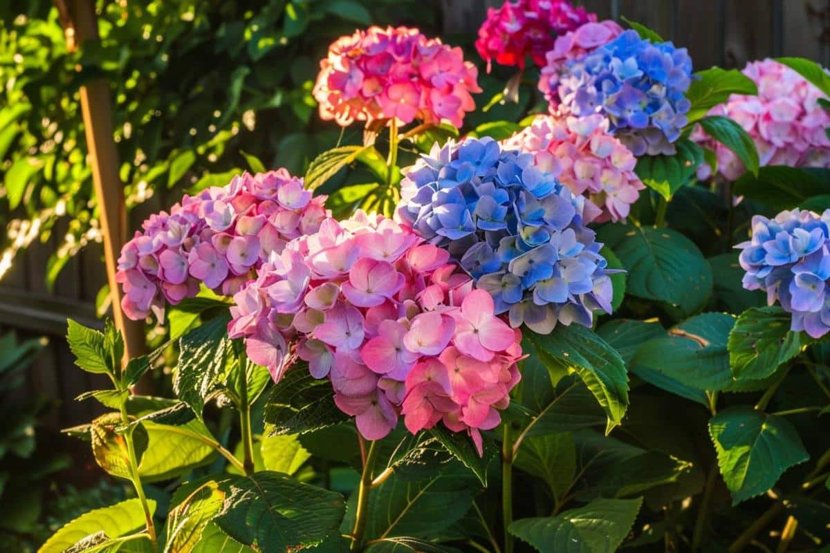Arroser ses plantes le matin en période de chaleur : est-ce efficace ?