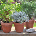 plante aromatique (2)