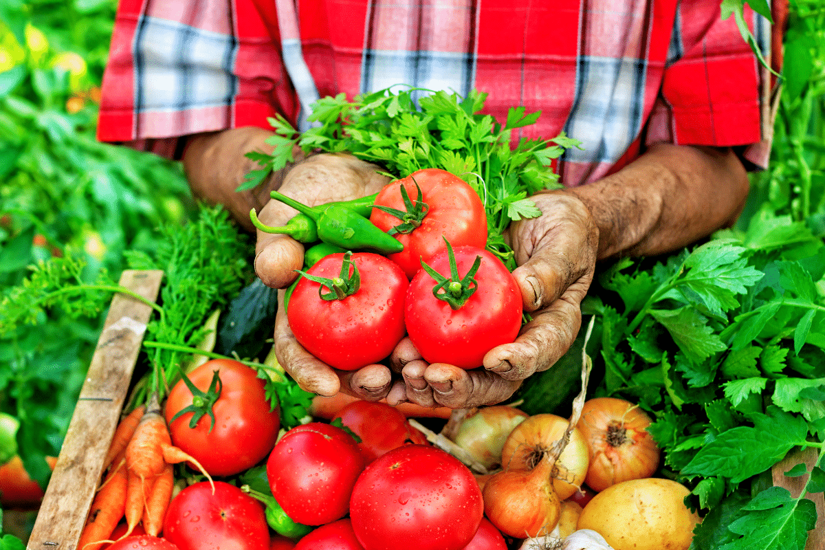 recolte des legumes
