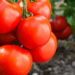 Tomates bien mures.
