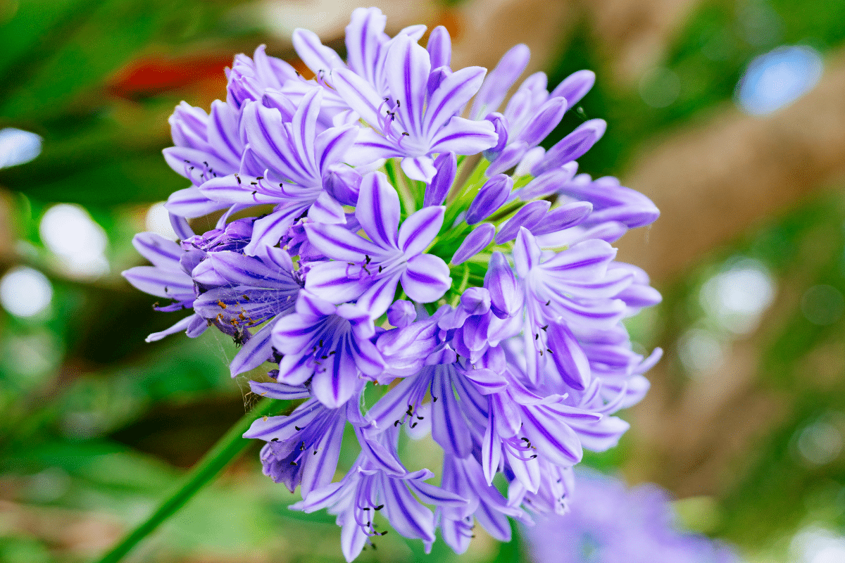 agapanthe