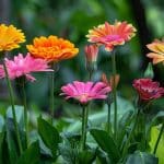 7 Fleurs magnifiques à planter en août : des joyaux méconnus pour votre jardin