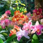 10 Fleurs rares de Madagascar à cultiver en France : des beautés méconnues pour votre jardin