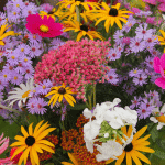 jardin coloré