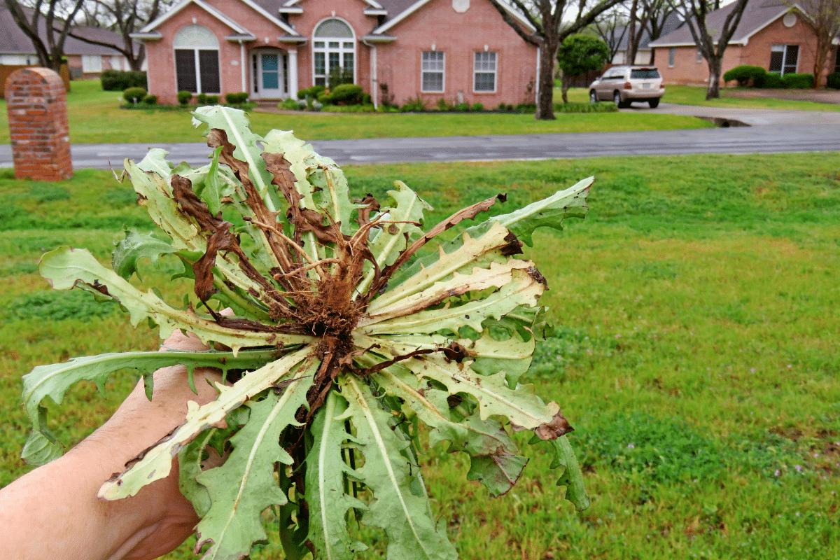 mauvaise herbe dans le jardin
