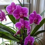 La technique ancestrale chinoise pour ressusciter vos orchidées rapidement