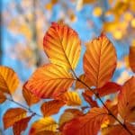 La symphonie colorée de l'automne : secrets des feuilles qui se parent d'or