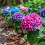 La taille automnale des hortensias pour une floraison estivale spectaculaire