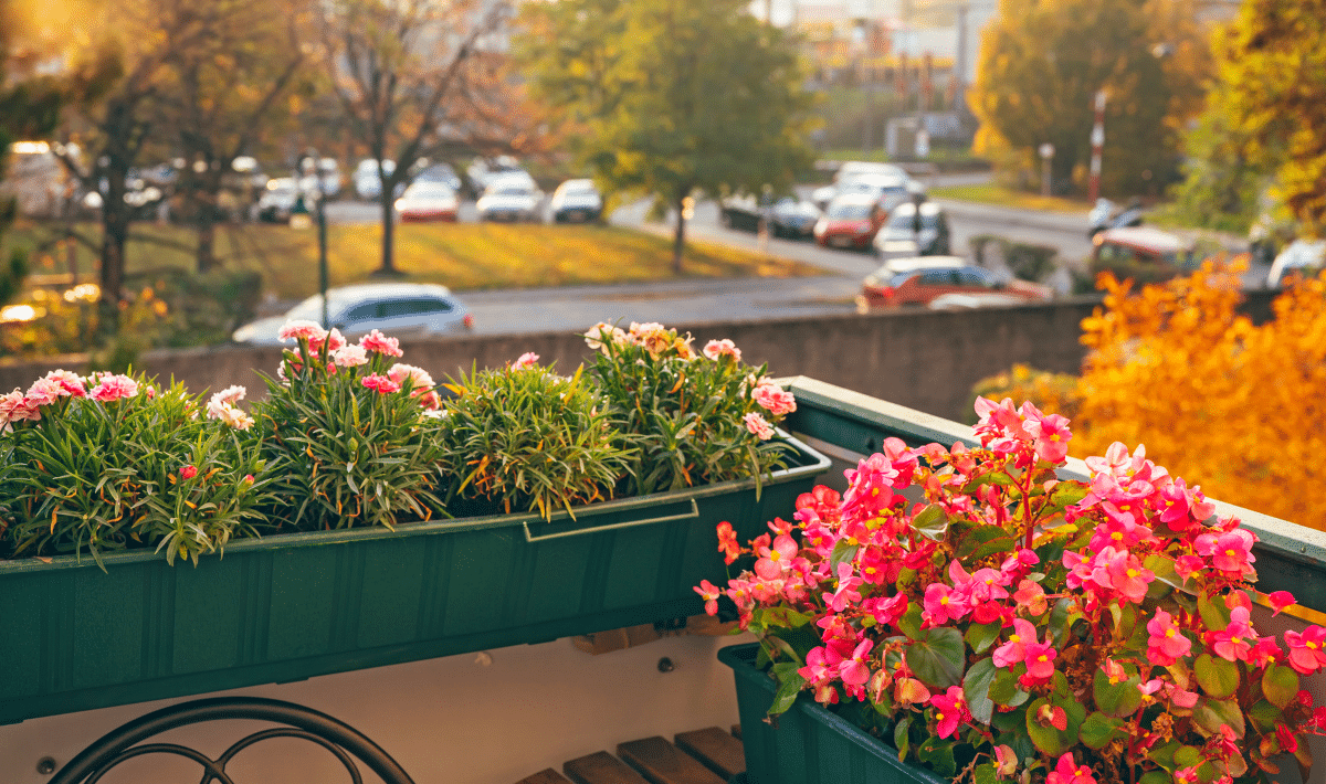 fleurs au balcon