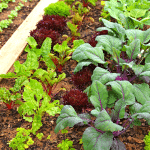 potager