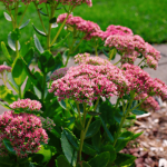 sedum spectabile