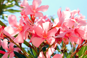tailler votre laurier-rose1