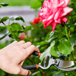 Couper une rose au jardin