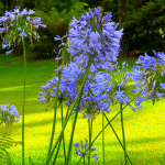 Agapanthus 'Midnight Blue