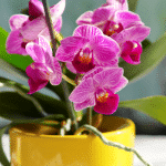 orchidée