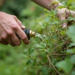 Main d'un jardinier pulvérisant un insecticide naturel sur les plantes
