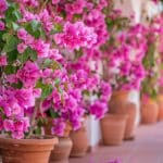 Comment prendre soin de votre bougainvillier pendant l'hiver