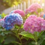 Les secrets de ma mère pour des hortensias majestueux