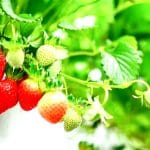 fraise-culture-potager-enhanced
