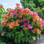 Ressuscitez votre bougainvillier après le gel : les gestes salvateurs