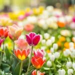 Chaque printemps, je sème ces fleurs sur les conseils d’une fleuriste de 87 ans : succès garanti !