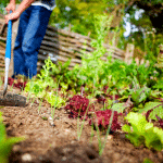 Mars au potager