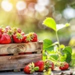 Vous voulez récolter des fraises dès avril ? Voici le secret méconnu des jardiniers