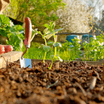 améliorer la qualité du sol dès ce printemps
