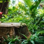 Éliminer une souche d’arbre sans effort : cette méthode naturelle fait toute la différence