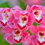 orchidée sauvage