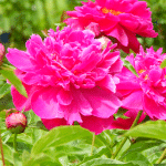 pivoines au jardin