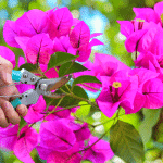 tailler votre bougainvillier