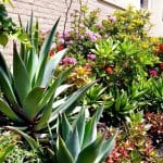 Votre jardin sans entretien : 6 plantes succulentes à installer dès mars pour un extérieur magnifique
