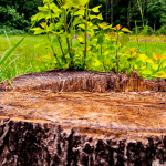 Éliminer une souche d’arbre sans effort
