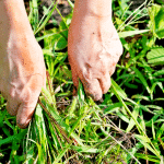 ce mélange au vinaigre fait tout le boulot contre les mauvaises herbes