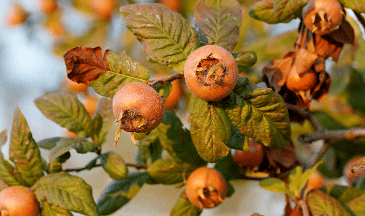 Plantez ce fruitier en mai et votre jardin deviendra le plus beau du quartier