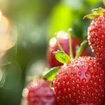 Fraises ultra sucrées : faites ça maintenant pour une récolte 3 fois meilleure cet été