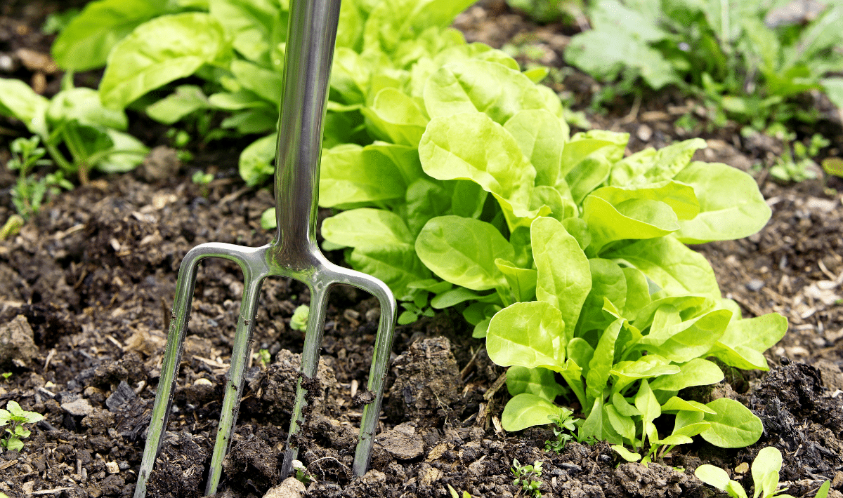 Une fourchette au potager ? Tous les jardiniers malins font ça et le résultat est bluffant