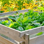 L’ombre au potager : l’idée simple qu’on oublie souvent pour sauver ses récoltes
