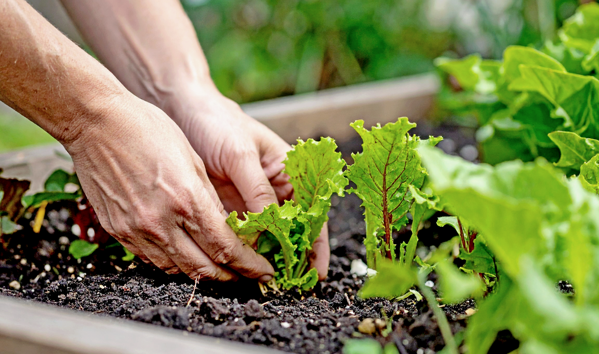 5 Légumes à semer début octobre pour des récoltes d’hiver généreuses