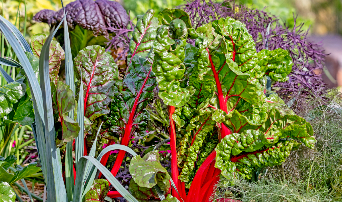 Ces légumes plantés en automne continuent de donner alors que tout s’arrête au potager