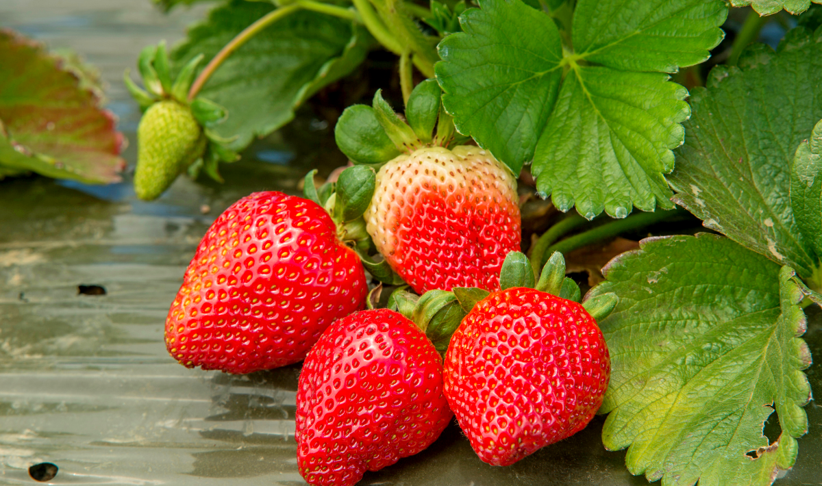 J’ai tenté cette méthode d’octobre et mes fraisiers ont doublé leur récolte