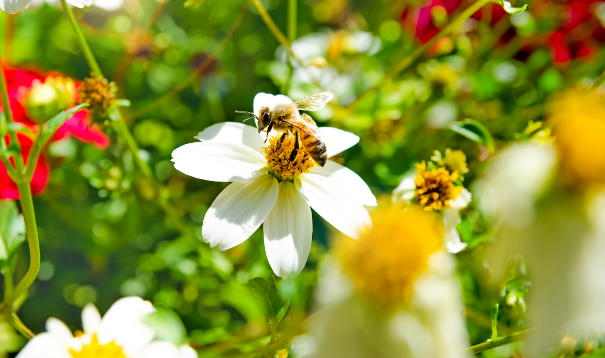 Créer un coin de biodiversité cet automne : haies, abris et fleurs mellifères