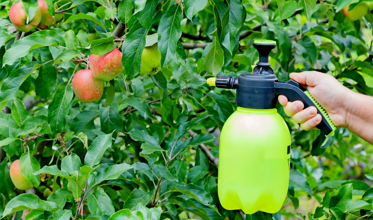 Mon grand-père faisait toujours ce geste avant l’hiver pour protéger ses fruitiers