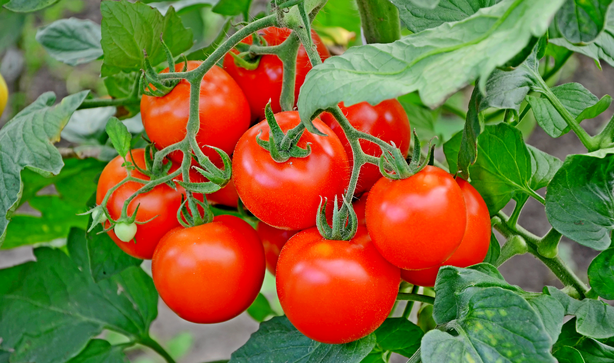 Pourquoi mes tomates ont rougi jusqu’en novembre alors que je n’y croyais plus