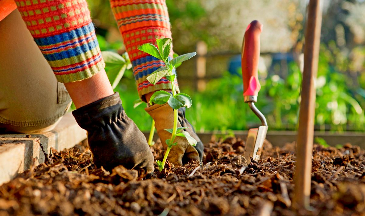 Le secret que m’a confié un vieux jardinier pour réussir tous les semis d’octobre