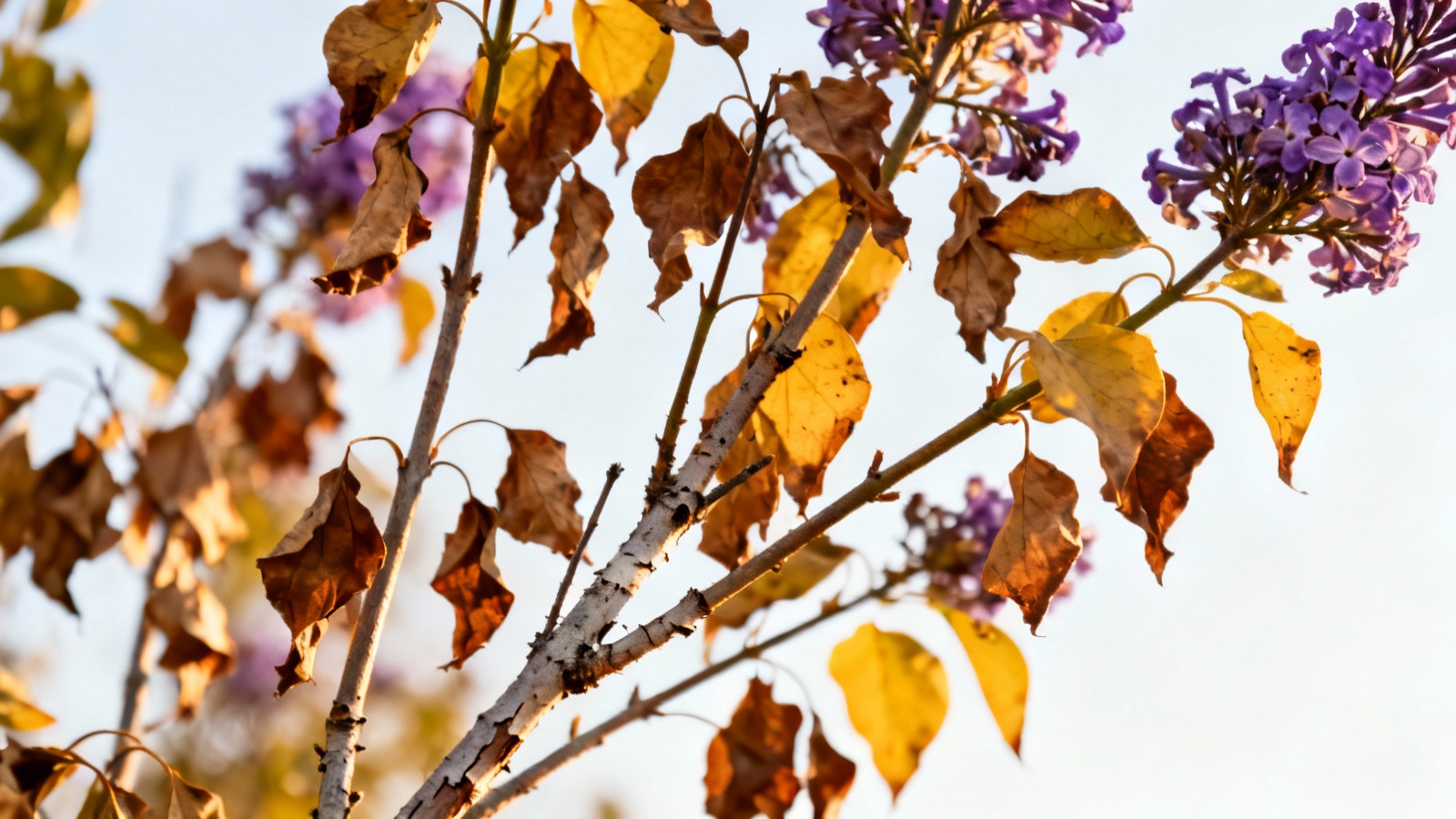Les Branches De Mon Lilas D p rissent Causes Et Solutions Pour Sauver Les Branches De Mon Lilas D p rissent Causes Et Solutions Pour Sauver